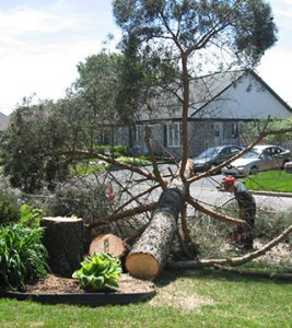 Exemple d'un abattage d'arbre