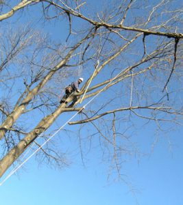 Exemple d'un élagage d'arbre