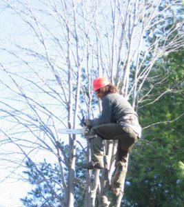 Exemple d'un émondage d'arbre