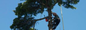 Émondage d'un arbre
