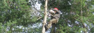 Élagage d'un arbre